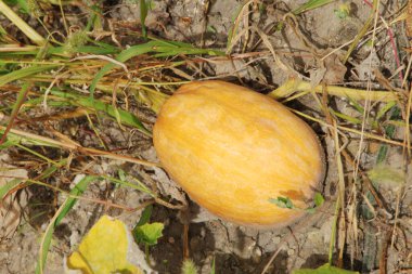 Pumpkin (Cucurbita) is the generic name of plants from the gourd family.