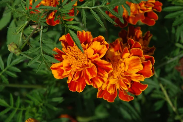 Marigolds Tagetes Marigolds Genus Annual Herbaceous Plants Aster Family — Fotografia de Stock