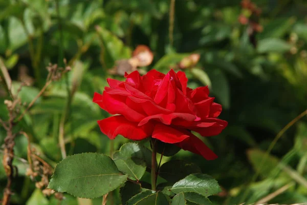 Rose Rosa Género Plantas Con Flores Perteneciente Familia Rose — Foto de Stock