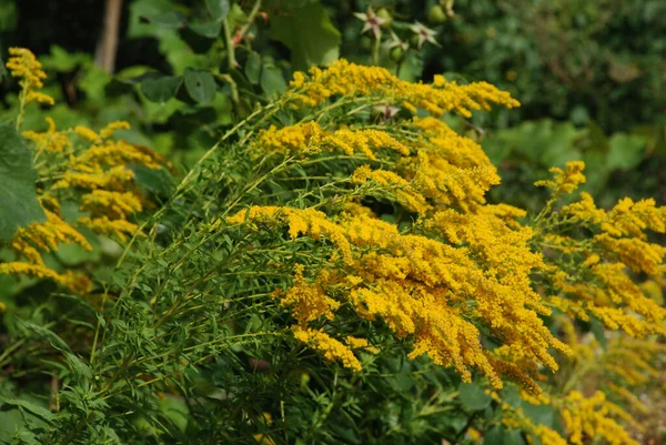 Golden Cowl Canadian (Latin Solidgo canadnsis), bloom, family astropeus, flowers, general view, genus goldenrod, green, leaves, or composite, taç yaprakları, plant, weed, wild, yellow