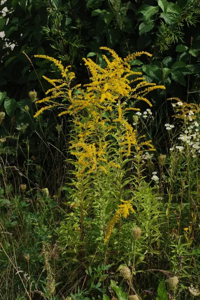 Arany Tehén Kanadai Latin Solidgo Canadnsis Virágzás Család Astropeus Virágok — Stock Fotó