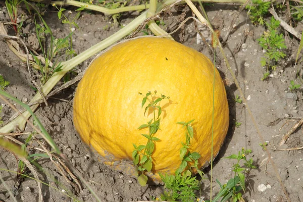 Pumpkin Cucurbita Generic Name Plants Gourd Family — Zdjęcie stockowe