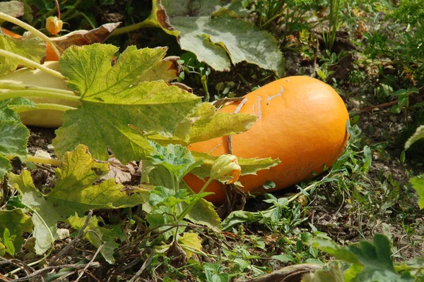 Pumpkin Cucurbita Generic Name Plants Gourd Family — 图库照片