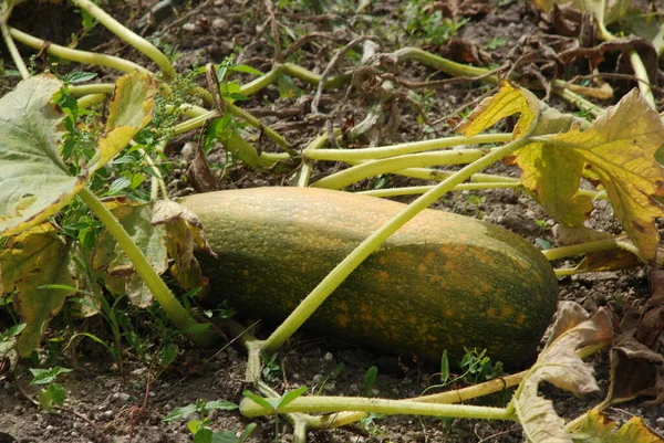 Pumpkin Cucurbita Generic Name Plants Gourd Family — Stockfoto