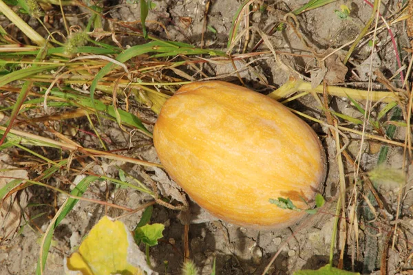 Pumpkin Cucurbita Generic Name Plants Gourd Family — 스톡 사진