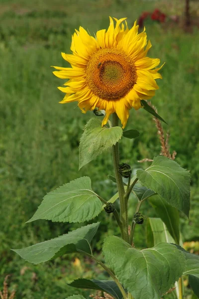 Common Sunflower Annual Sunflower — Stockfoto