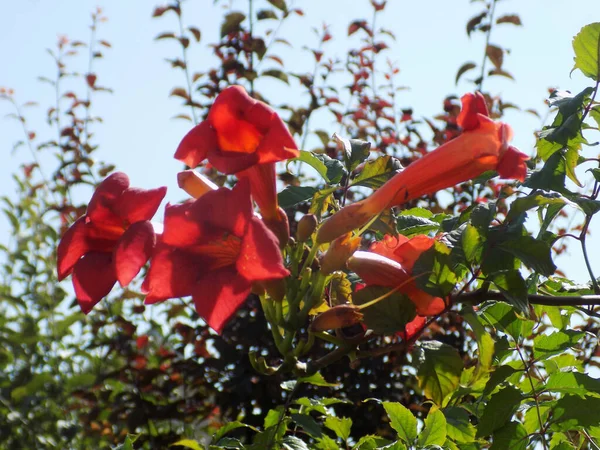 Gereza Fréquent Lcium Barbarum 1753 Cadran Moelle Épinière Protubérance — Photo