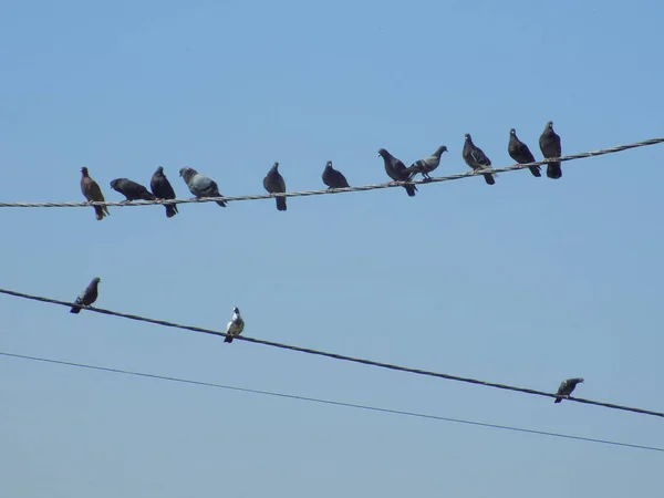 Blue Pigeon Columba Livia Pigeons Wires — Stockfoto