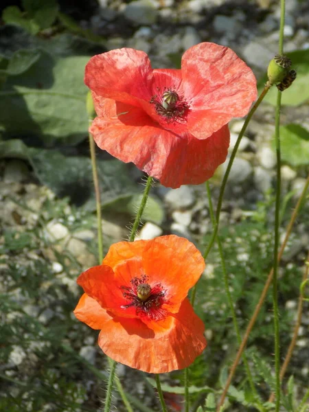 Ανατολίτικη Παπαρούνας Papaver Orientale — Φωτογραφία Αρχείου