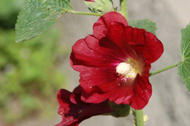  Malva, veya mallow (lat. Mlva)