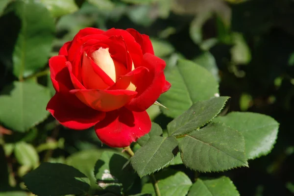 Rose Rosa Género Plantas Con Flores Perteneciente Familia Rose — Foto de Stock