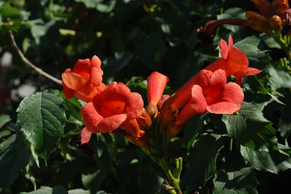 Gereza yaygın (Lcium barbarum L., 1753, çevir omuriliği, çıkıntı)