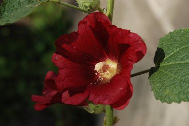  Malva, veya mallow (lat. Mlva)