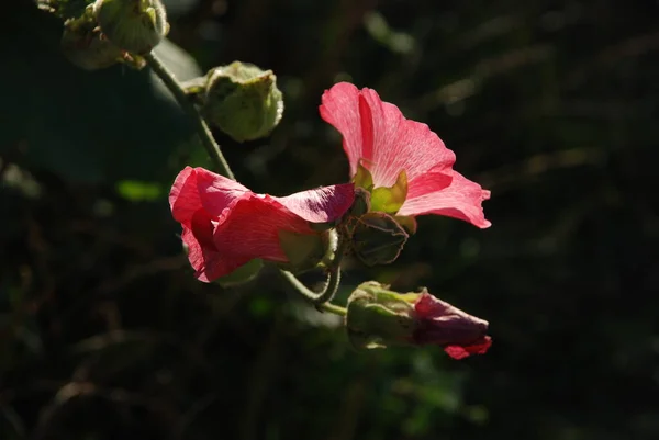 Malva Malva Lat Mlva — Fotografia de Stock