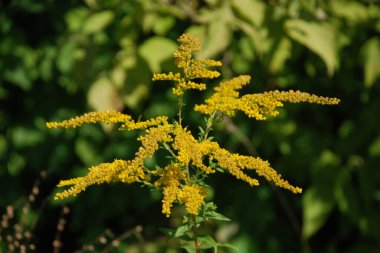 Golden Cowl Canadian (Latin Solidgo canadnsis), bloom, family astropeus, flowers, general view, genus goldenrod, green, leaves, or composite, taç yaprakları, plant, weed, wild, yellow