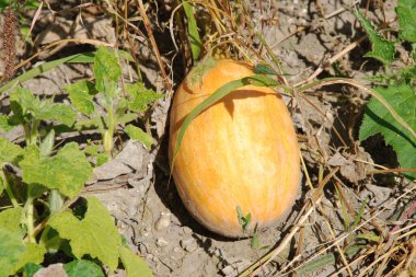 Pumpkin (Cucurbita) is the generic name of plants from the gourd family.