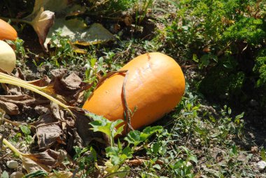 Pumpkin (Cucurbita) is the generic name of plants from the gourd family.