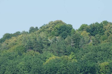 Old forest on a mountain slope
