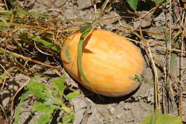 Pumpkin Cucurbita Generic Name Plants Gourd Family — Foto Stock
