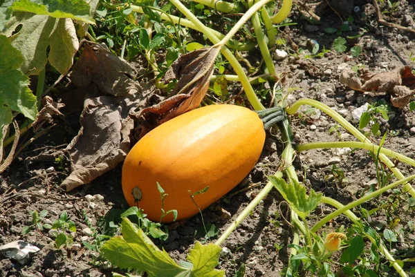 Pumpkin Cucurbita Generic Name Plants Gourd Family — Foto de Stock