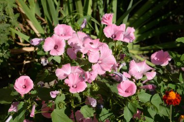 Kalachyki (synonym  Malva) is a genus of flowering plants,