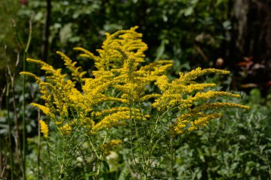 Golden Cowl Canadian (Latin Solidgo canadnsis), bloom, family astropeus, flowers, general view, genus goldenrod, green, leaves, or composite, taç yaprakları, plant, weed, wild, yellow