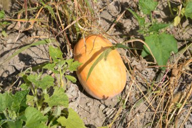 Pumpkin (Cucurbita) is the generic name of plants from the gourd family.