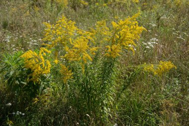 Golden Cowl Canadian (Latin Solidgo canadnsis), bloom, family astropeus, flowers, general view, genus goldenrod, green, leaves, or composite, taç yaprakları, plant, weed, wild, yellow