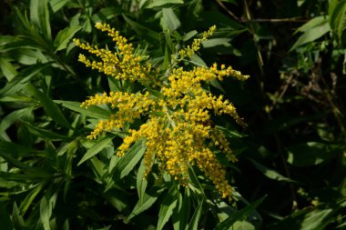 Golden Cowl Canadian (Latin Solidgo canadnsis), bloom, family astropeus, flowers, general view, genus goldenrod, green, leaves, or composite, taç yaprakları, plant, weed, wild, yellow