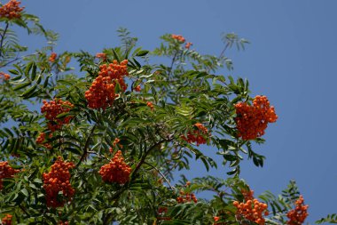Yaygın dağ külleri (Sorbus aucuparia) 