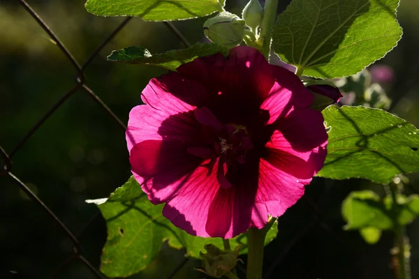 Malva Mauve Lat Mlva — Photo