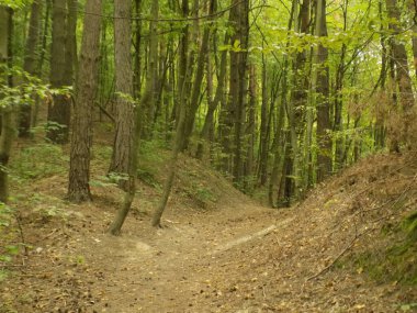 A path in an old forest
