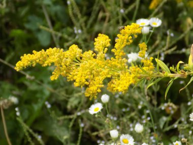 Golden Cowl Canadian (Latin Solidgo canadnsis), bloom, family astropeus, flowers, general view, genus goldenrod, green, leaves, or composite, taç yaprakları, plant, weed, wild, yellow          