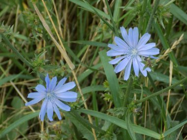 Centaurea, Saster familyasından bir bitki cinsidir.