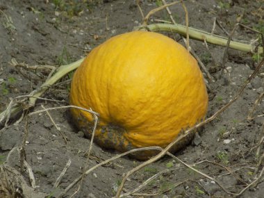 Pumpkin (Cucurbita) is the generic name of plants from the gourd family.          