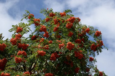 Yaygın dağ külleri (Sorbus aucuparia)