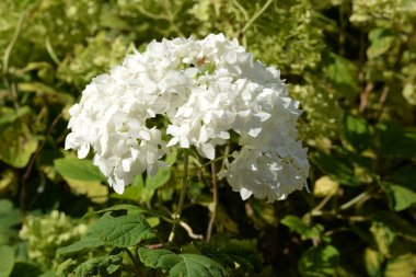 Hydrangea (Hydrangea) is a genus of flowering plants of the Hydrangea family