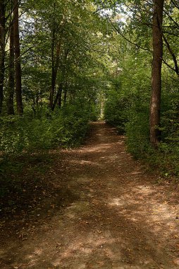 A path in an old forest