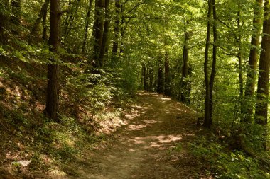 A path in an old forest