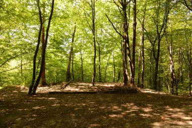 A path in an old forest