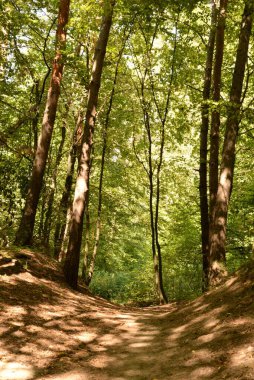 A path in an old forest