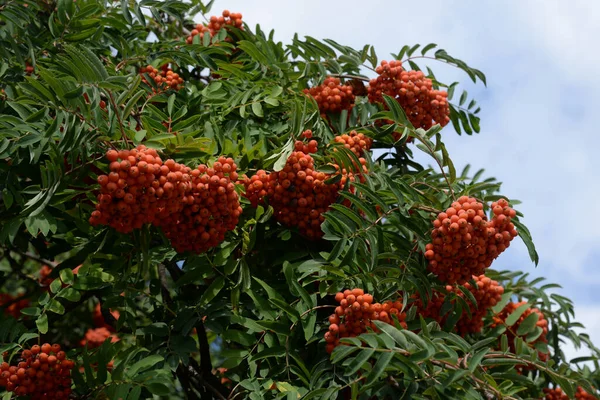 Common Mountain Ash Sorbus Aucuparia — Stockfoto