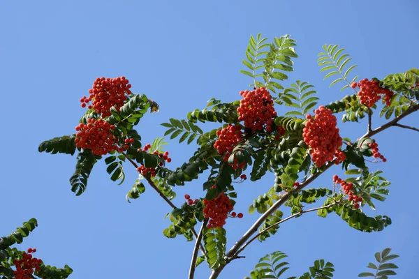 Common Mountain Ash Sorbus Aucuparia — Foto de Stock