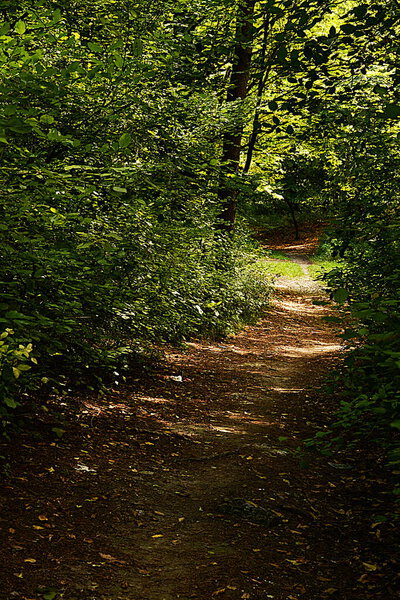 A path in an old forest