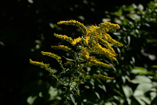 고사리 캐나다 라틴어 Solidgo Canadnsis 아스트로 피우스 일반적 나뭇잎 노란색 — 스톡 사진