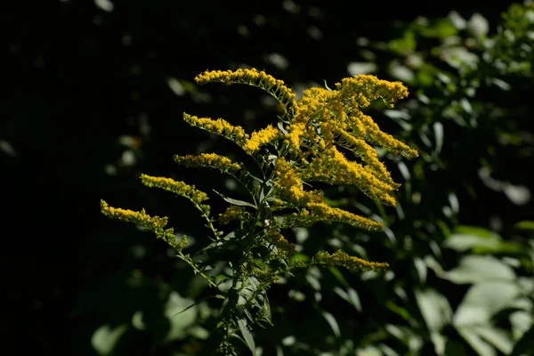 Cowl Oro Canadese Latin Solidgo Canadnsis Fioritura Famiglia Astropeo Fiori — Foto Stock