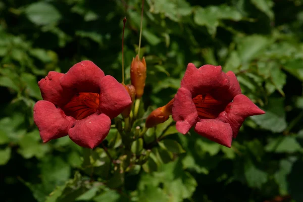 Gereza Fréquent Lcium Barbarum 1753 Cadran Moelle Épinière Protubérance — Photo