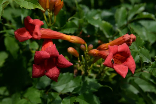 Gereza Fréquent Lcium Barbarum 1753 Cadran Moelle Épinière Protubérance — Photo