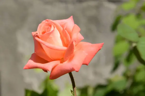 Rose Género Botânico Pertencente Família Asteraceae — Fotografia de Stock