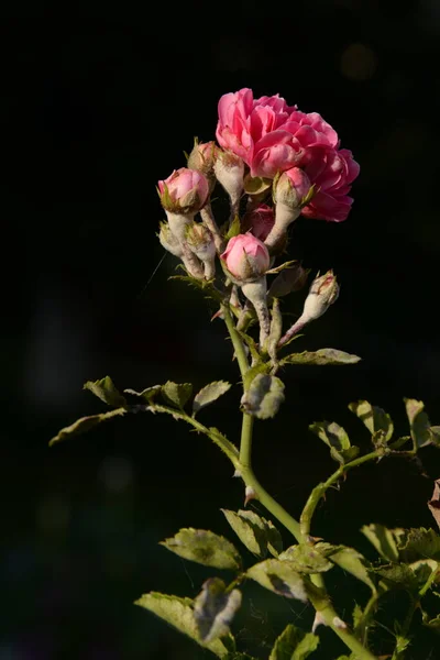 Rose Rosa Släkte Och Kulturell Form Växter Rosensläktet — Stockfoto